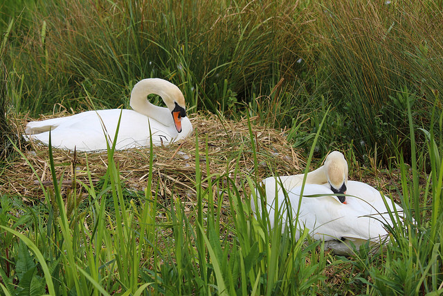 Co-Parenting: The Pros and Cons of Nesting Agreements