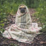 pet during divorce